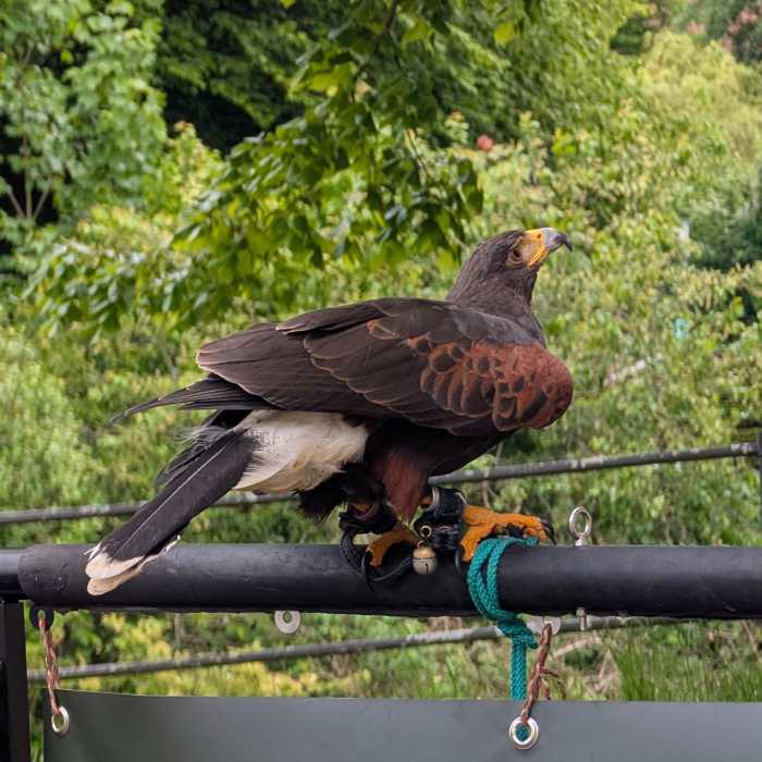 Ein Bussard sitzt auf einer schwarzen Stange mit einer Seilschlaufe um seinen Fuß und einer Glocke.