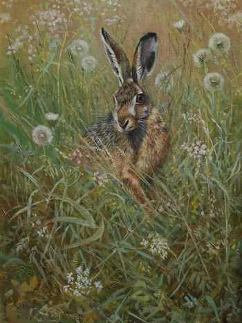 14 Feldhase DSC02877