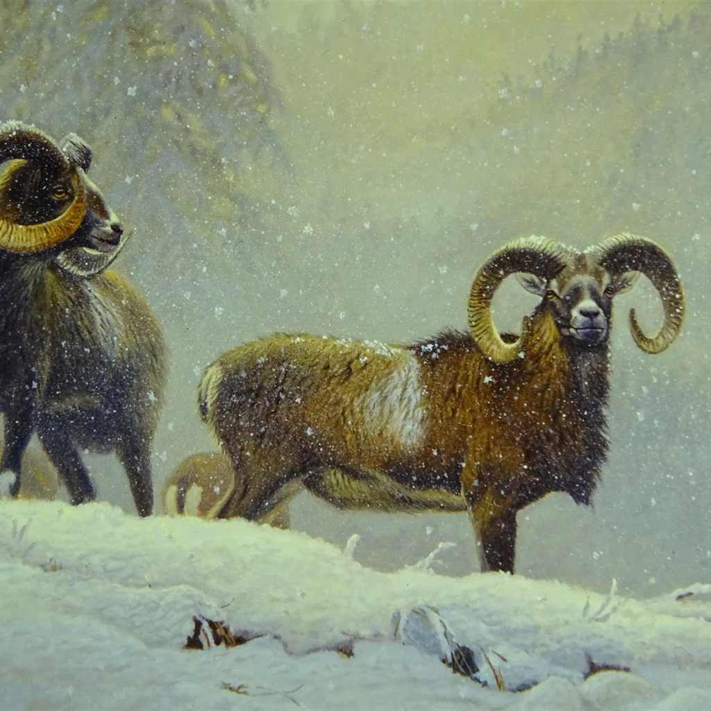 Muffelwidder DSC03905